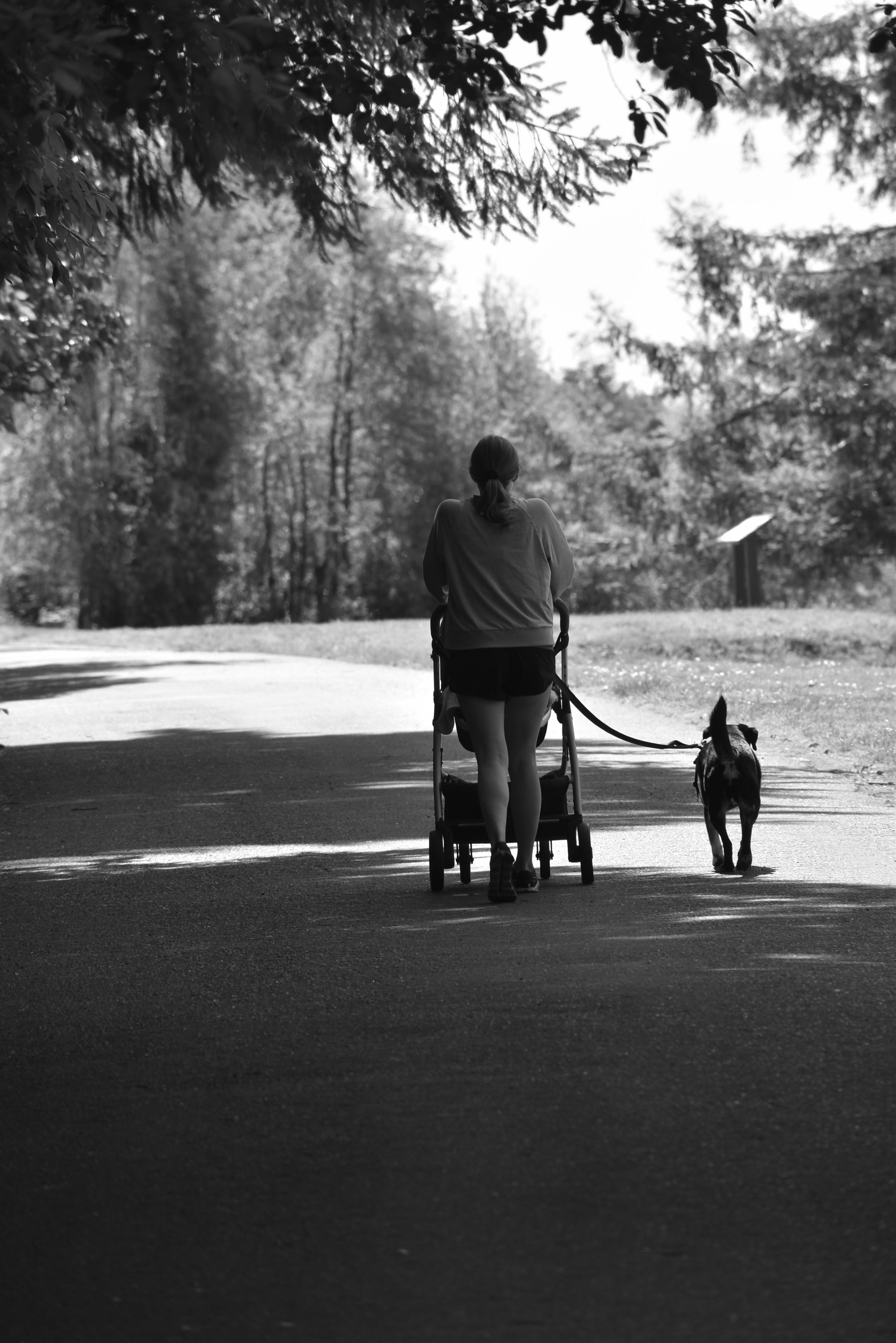 Femme Promenant Son Chien Et Sa Poussette Sur Le Chemin