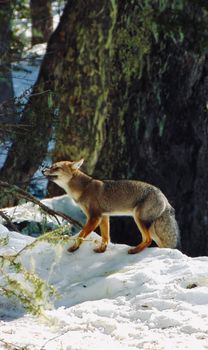 fox photo