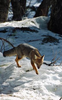 A fox cautiously walking through a snowy forest during the winter season.