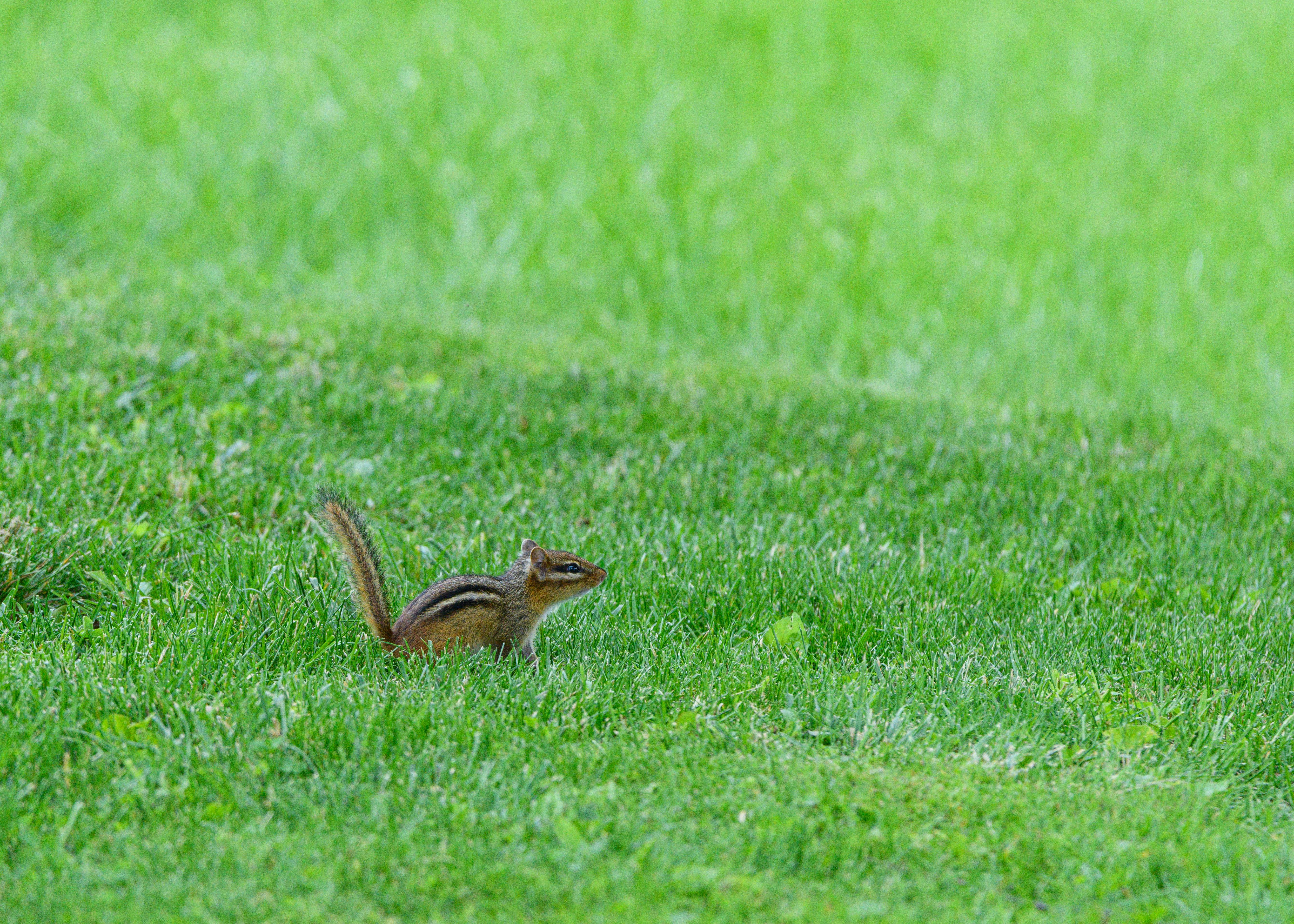 ペンシルバニア州キャノンズバーグの緑豊かな芝生に、トウブシマリス (Tamias striatus) が座っています。