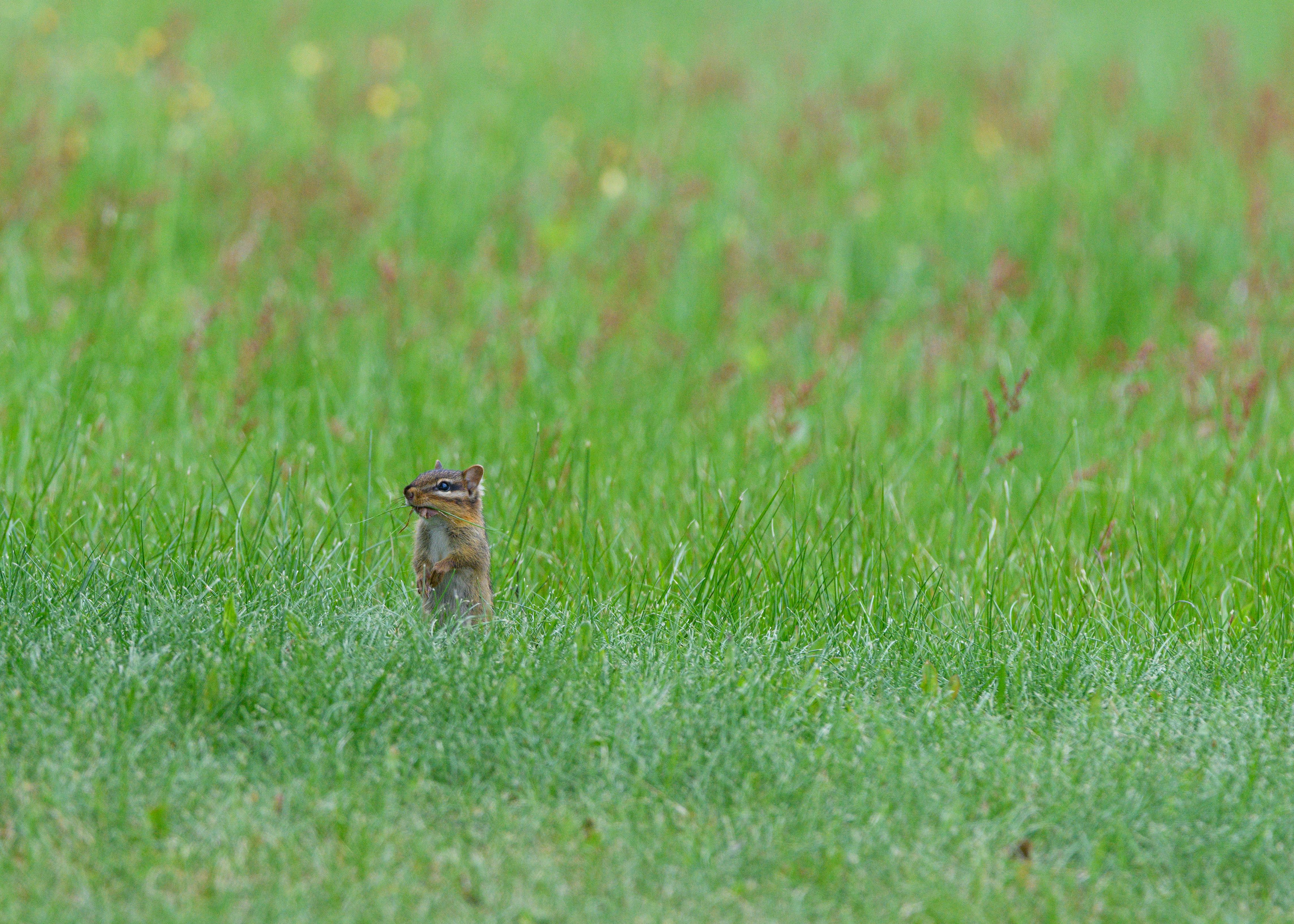 Chipmunk in Lush Green Field · Free Stock Photo