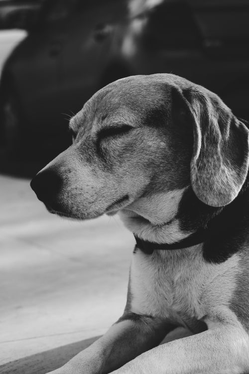 Free Black and white portrait of a serene Beagle closing its eyes. Stock Photo