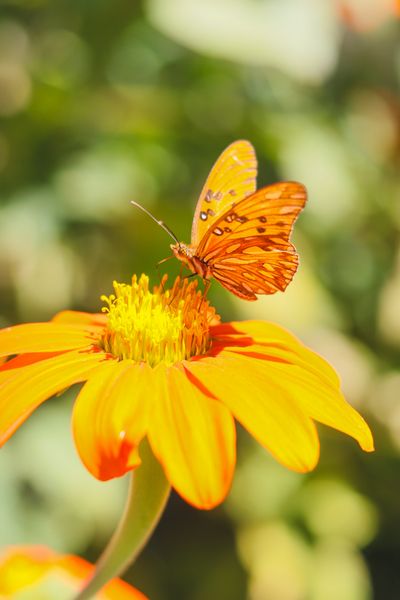 Swallowtail butterfly — Natálie Scherer on Pexels