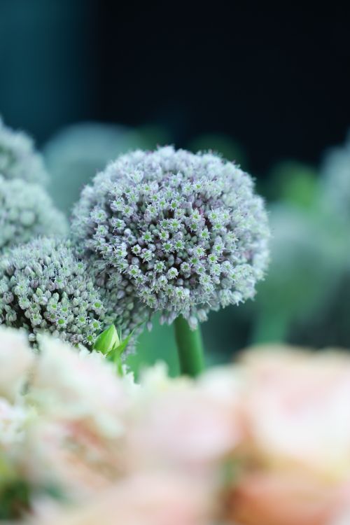 Free Vibrant close-up image of blooming purple Allium flowers with a soft focus background. Stock Photo