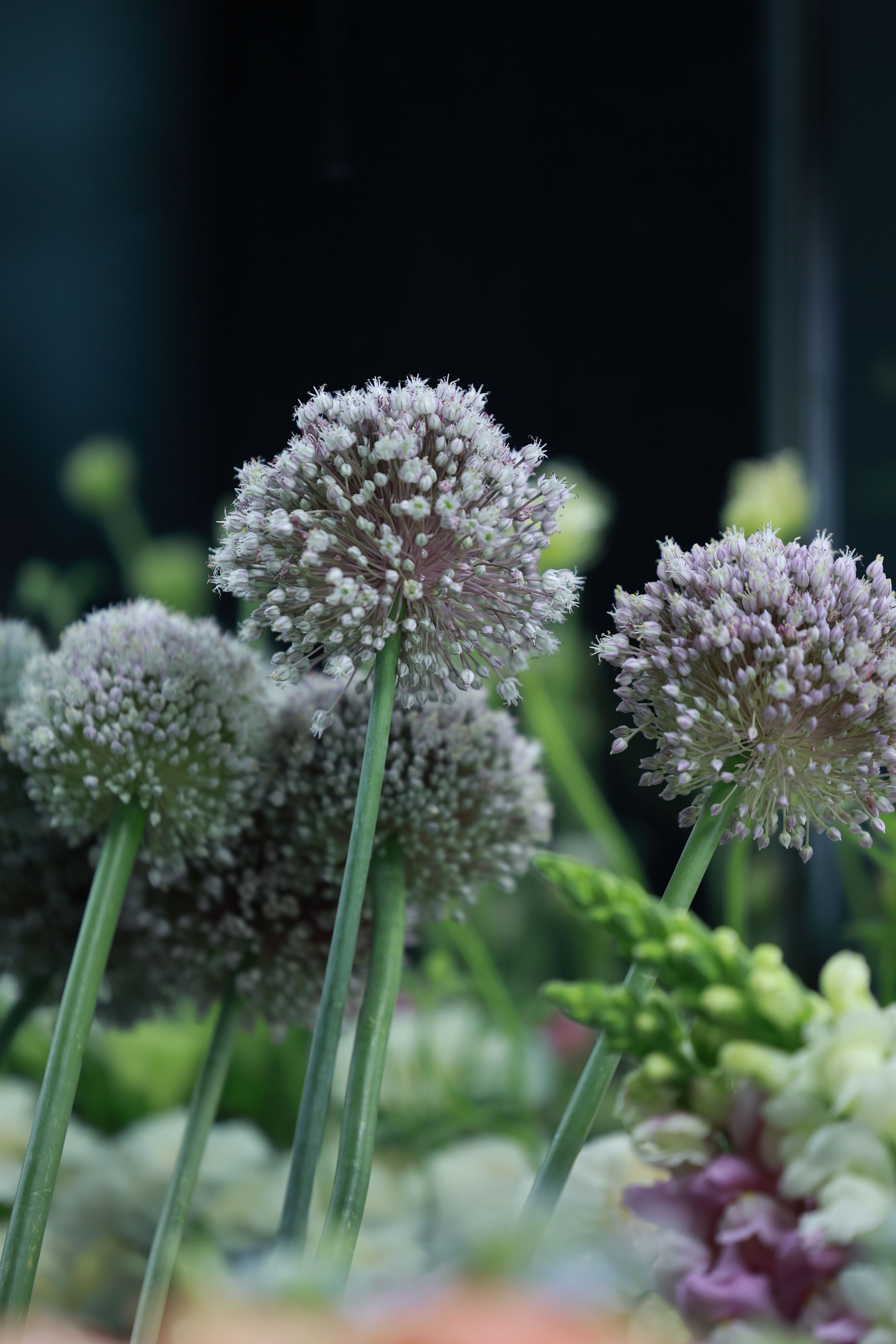 [ColoSach]-beautiful-close-up-of-allium-flowers-in-a-garden-setting.