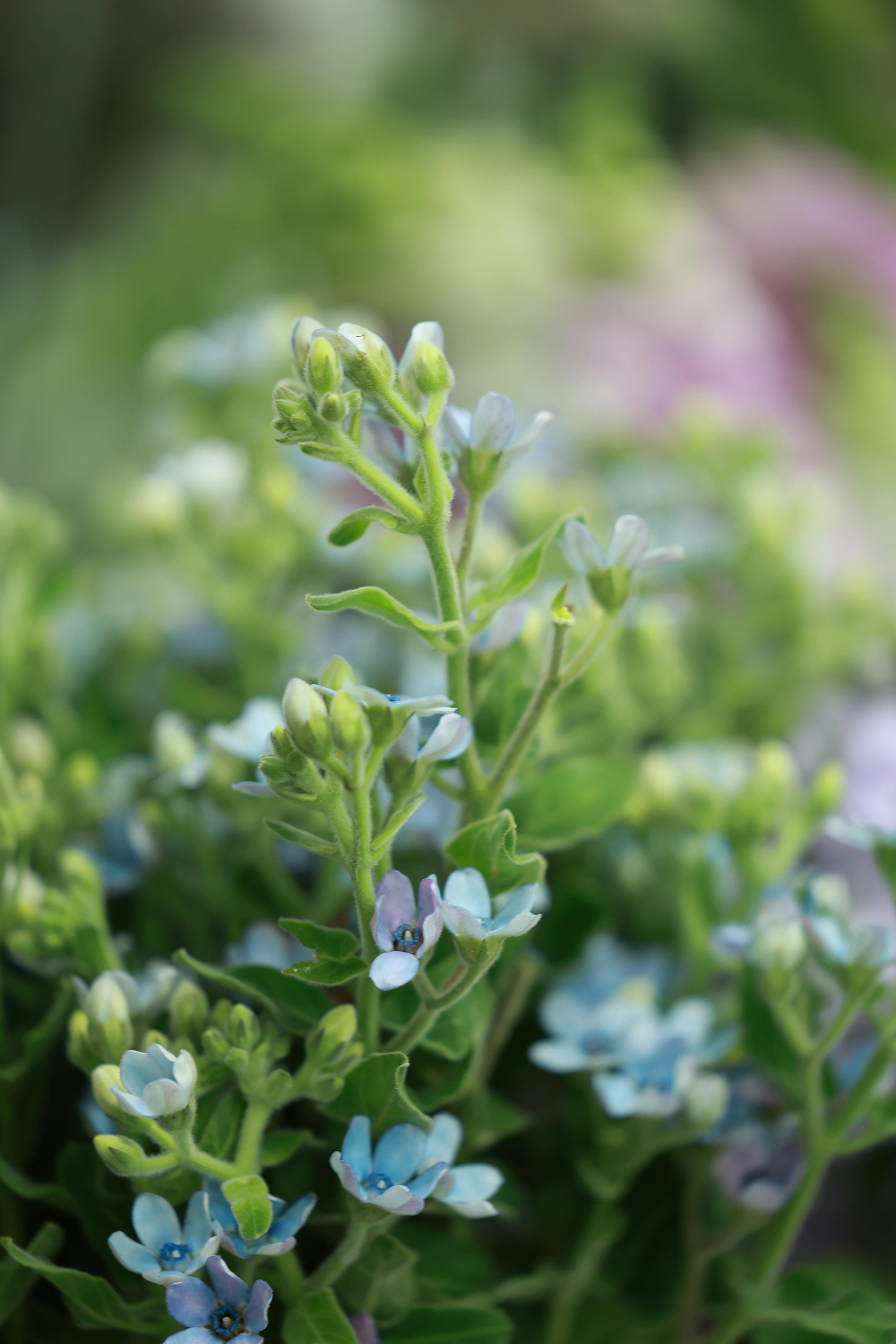 Close-up of blooming blue flowers with soft focus background, showcasing springtime beauty.