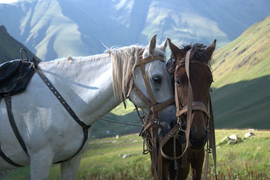Équitation dans les Collines de Sarpi