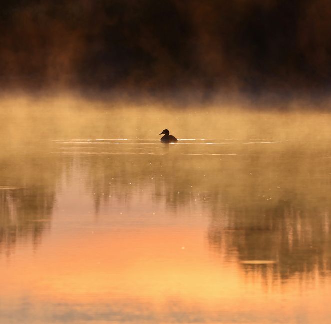 A lone duck swims on a misty lake at sunrise, creating a tranquil and picturesque scene.