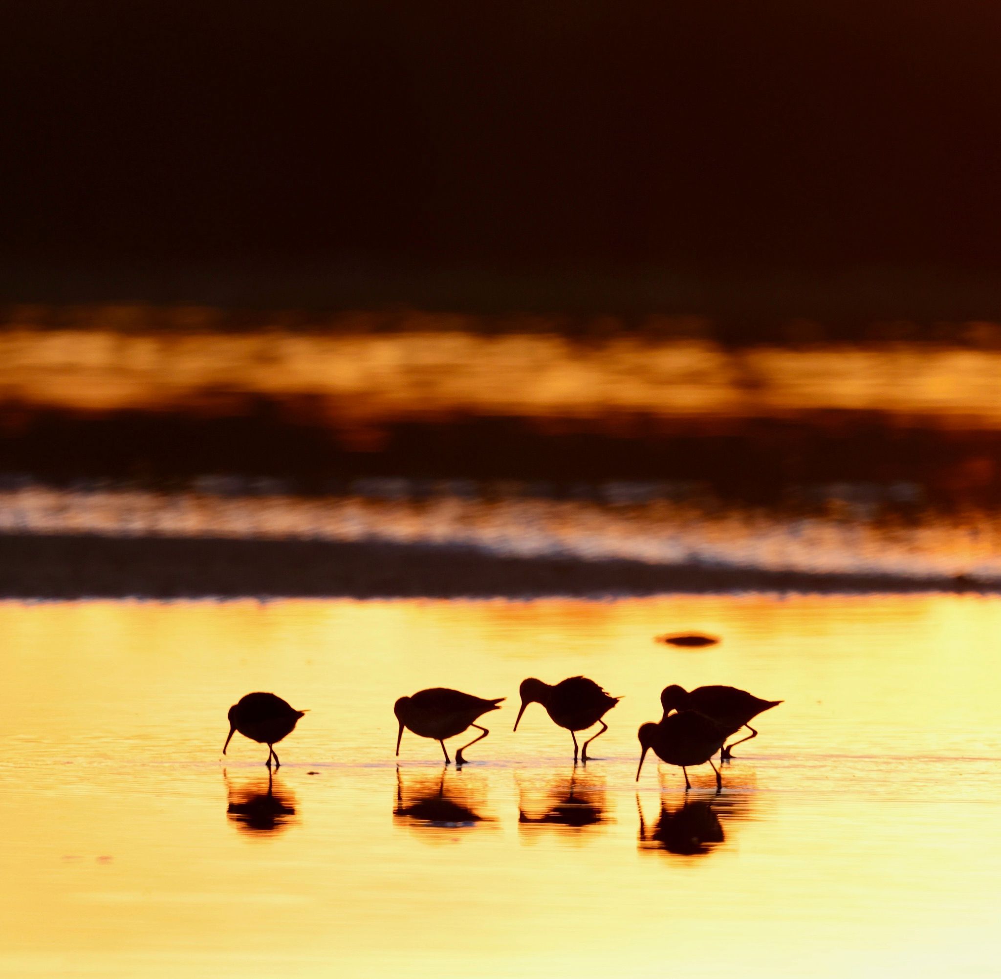 Dawn birding on the reserve edge