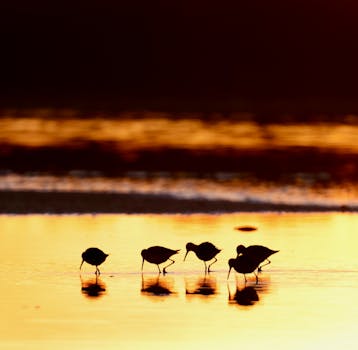Group of shorebirds silhouetted against a golden sunrise, reflecting on calm water.