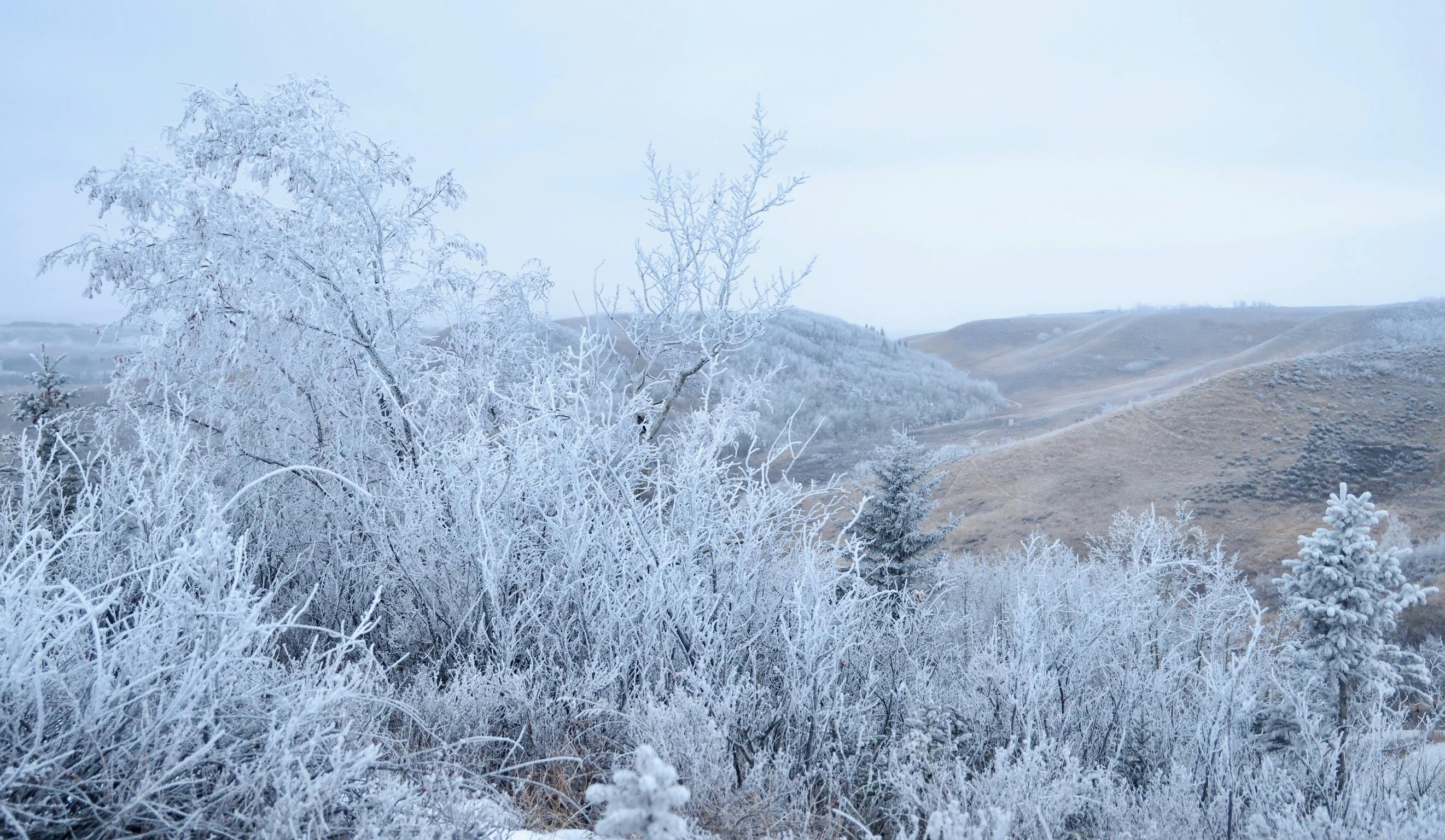 Frost Viagra: A Realistic Look at Male Wellness Supplements for Metabolic and Energy Support — Photo by Dave Corrigan on Pexe