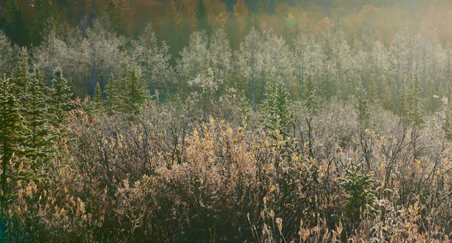 A serene autumn forest landscape with frost-covered trees at sunrise.