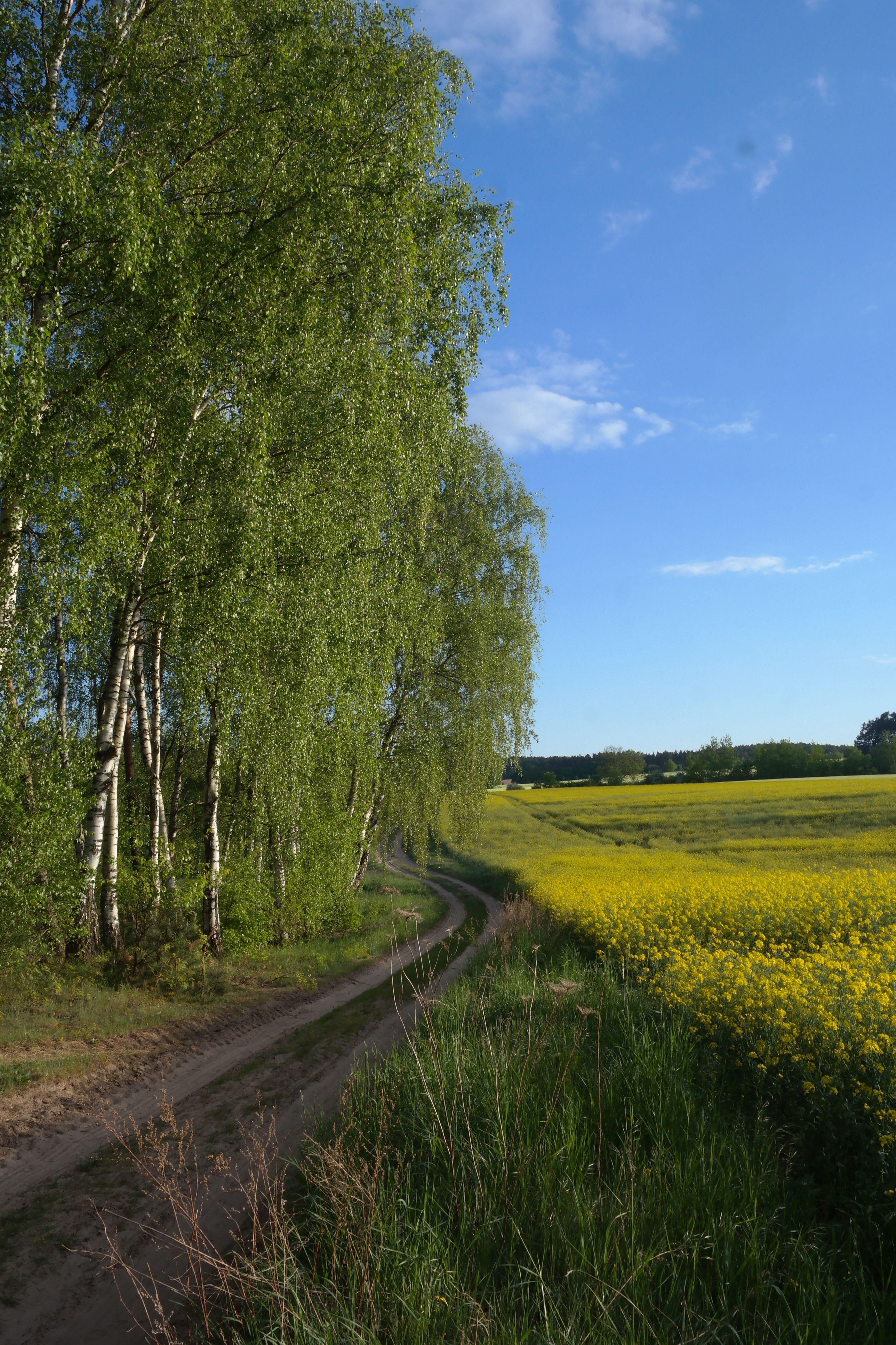 A picturesque dirt path winding through birch trees and vibrant yellow fields under a clear blue sky.