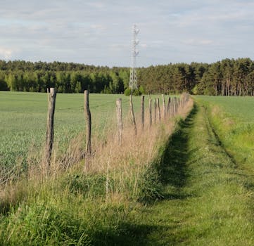 Image related to the tragic death of seven buffaloes in Shivpuri, possibly due to a power outage.  Shivpuri news, power failure.