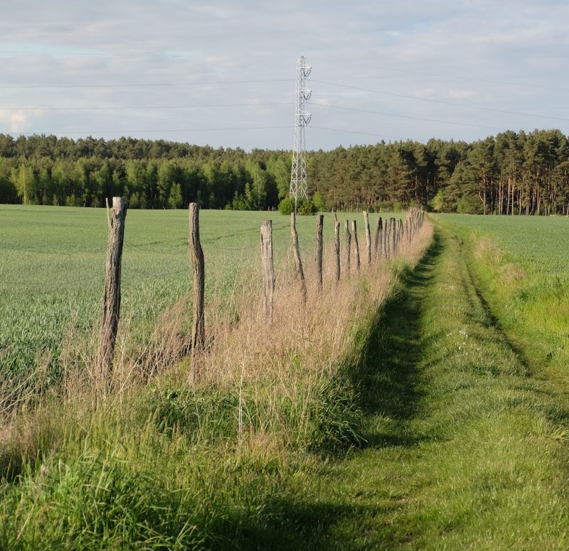 Agricultural electric fencing