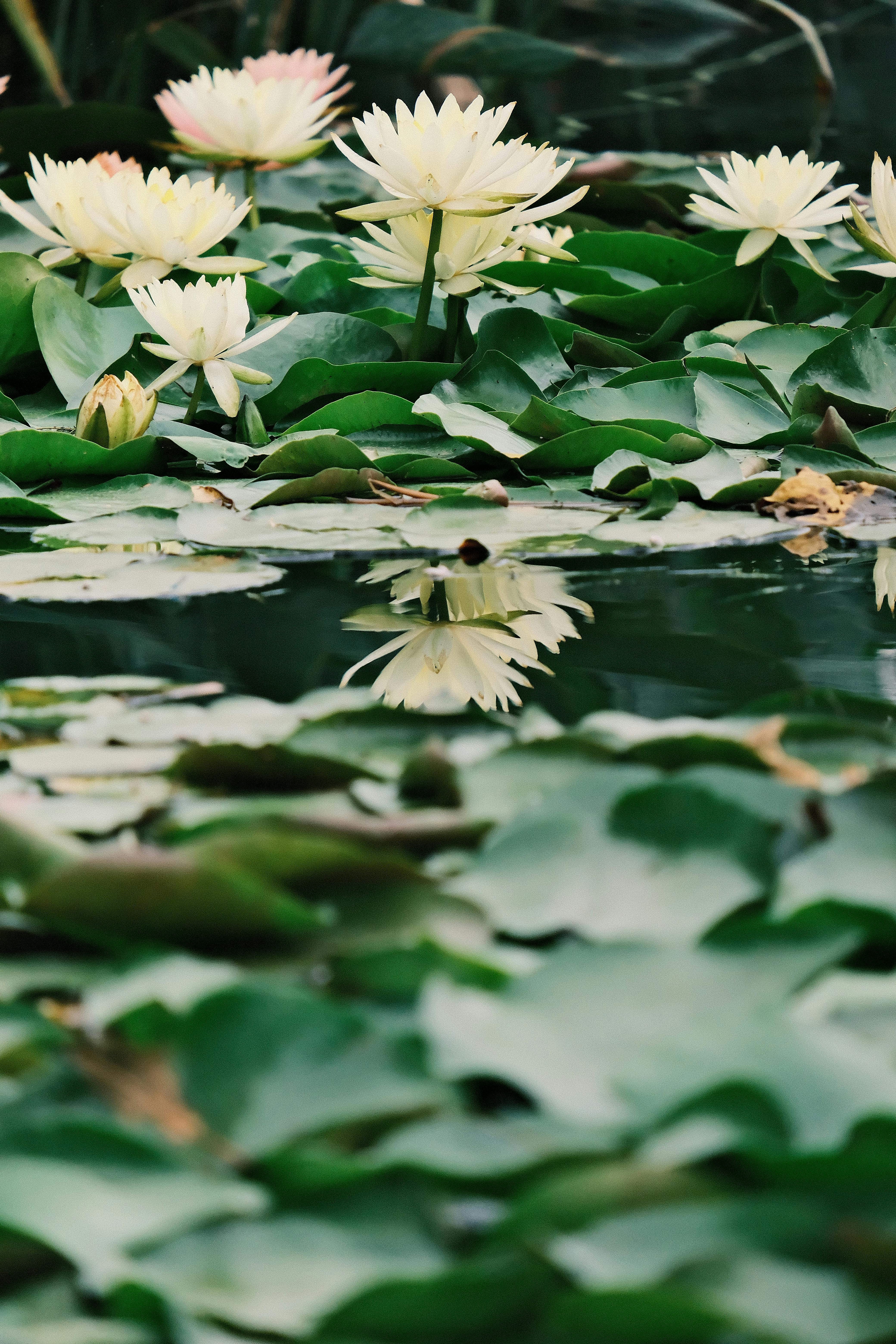 Serene pond filled with blooming white water lilies and lush green pads reflecting in calm water.
