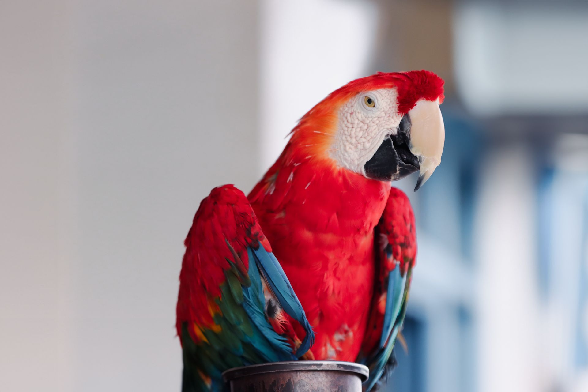 Colorful Scarlet Macaw parrot perched indoors in Naxos, Greece.