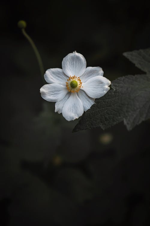 Крупным планом фото белого цветка с лепестками