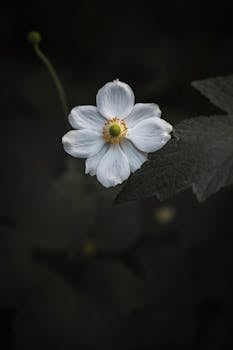 Close-up of a delicate white flower contrasting against dark foliage.