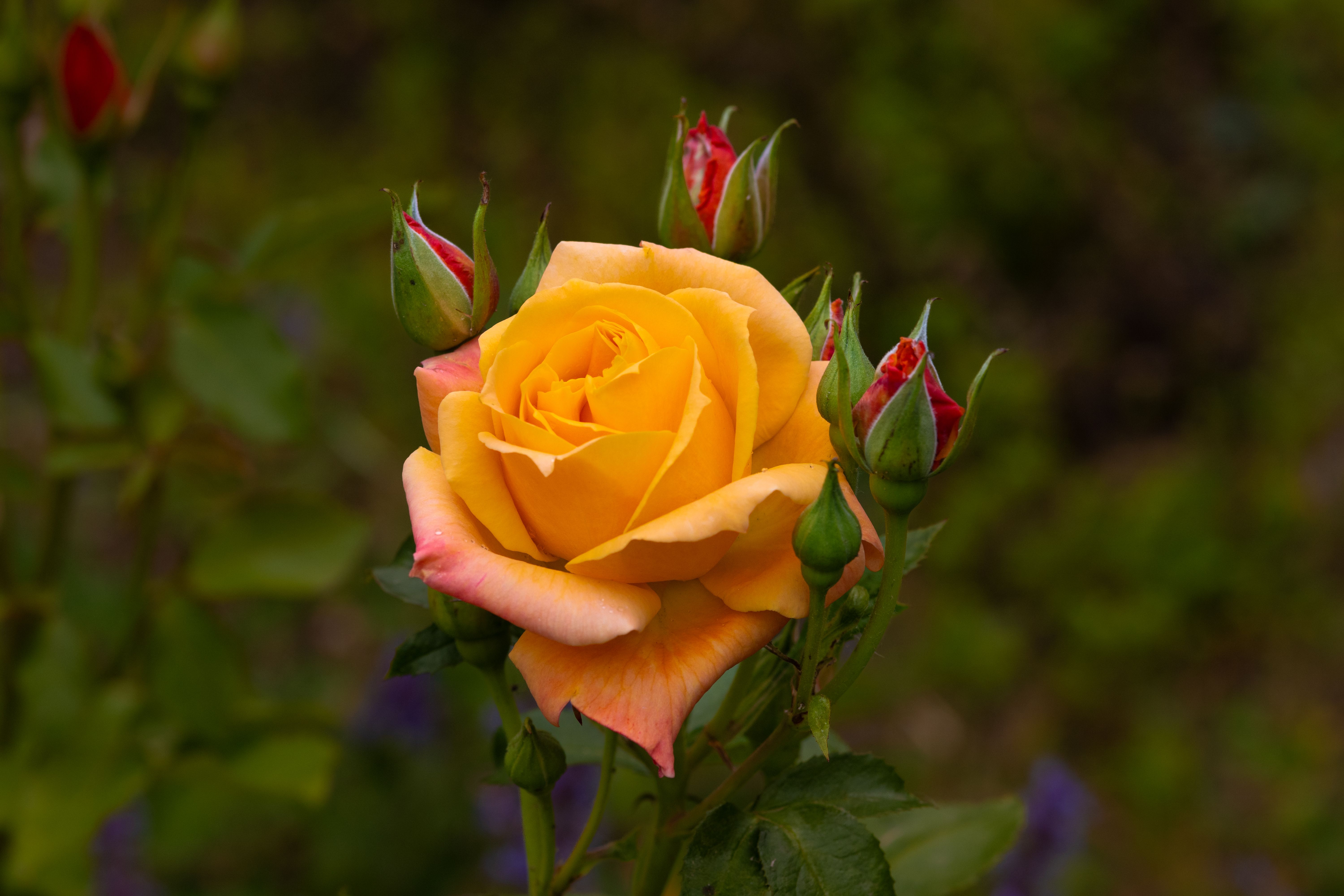 Close-up of a vibrant yellow rose in full bloom surrounded by buds, showcasing nature's elegance.