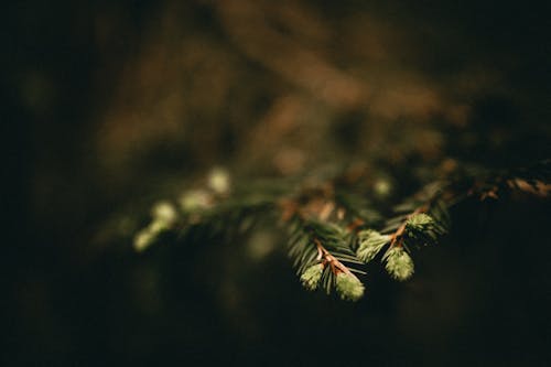 Free stock photo of bud, close-up, forest