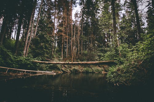 Foto Van River Between Trees