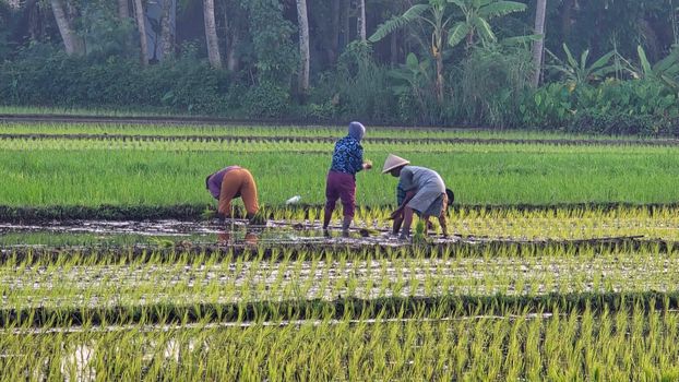 Adults working in lush green rice fields under tropical trees in Klaten, Central Java, Indonesia.