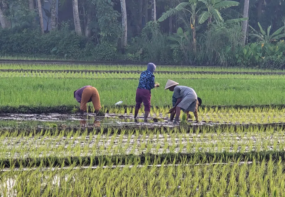 Wisata Klaten - gambar berkualitas