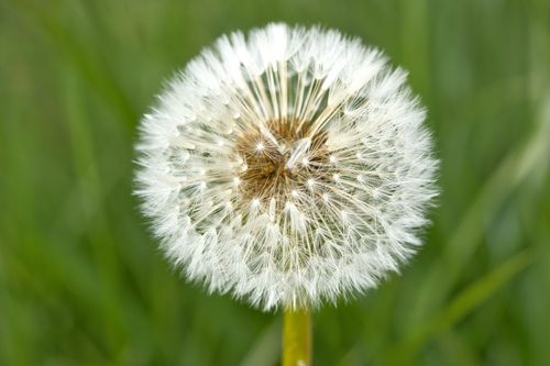 Free A detailed and soft close-up of a fluffy dandelion against a vibrant green meadow background. Stock Photo