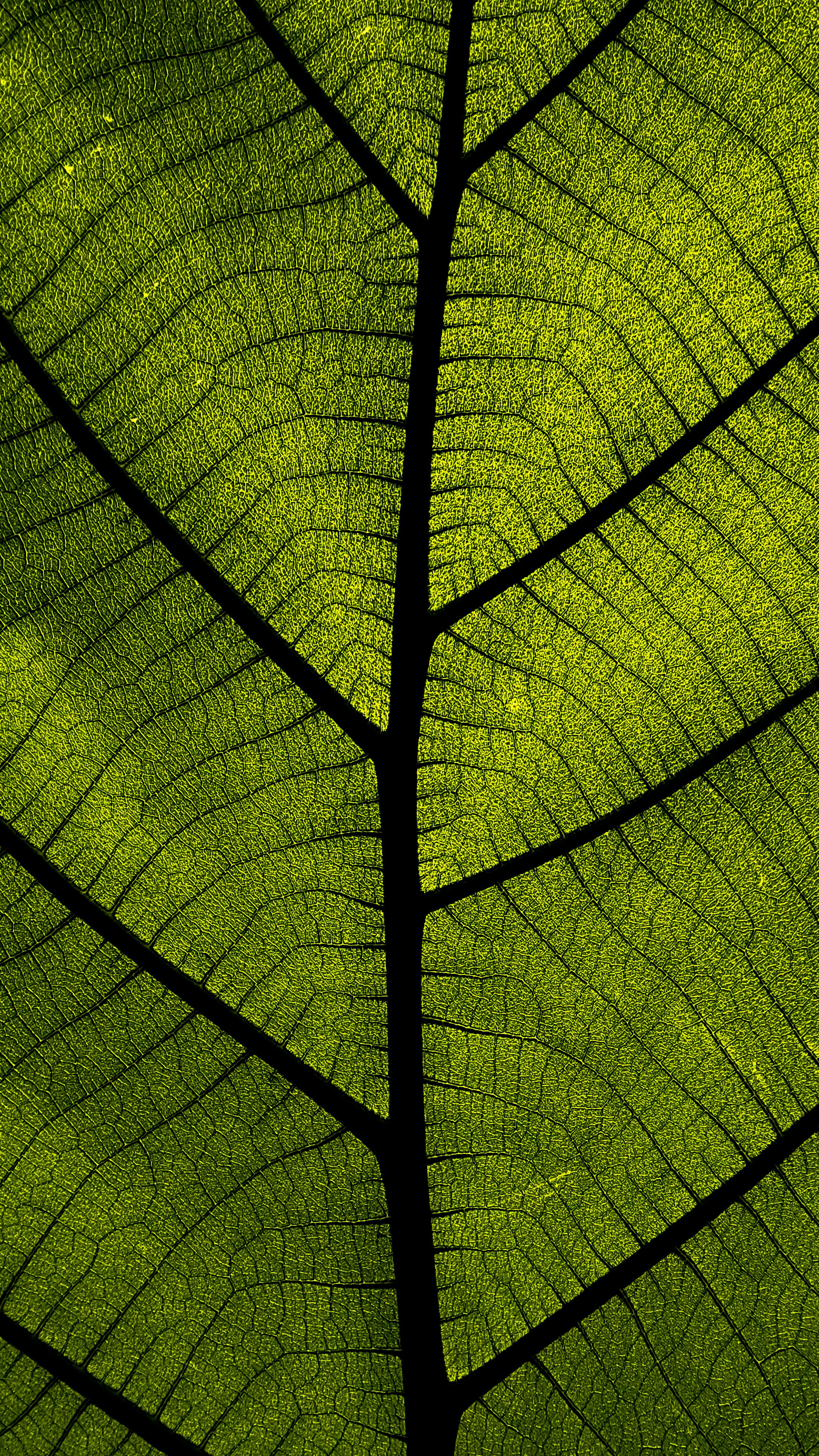 Detailed macro photograph of green leaf veins highlighting natural patterns and textures.