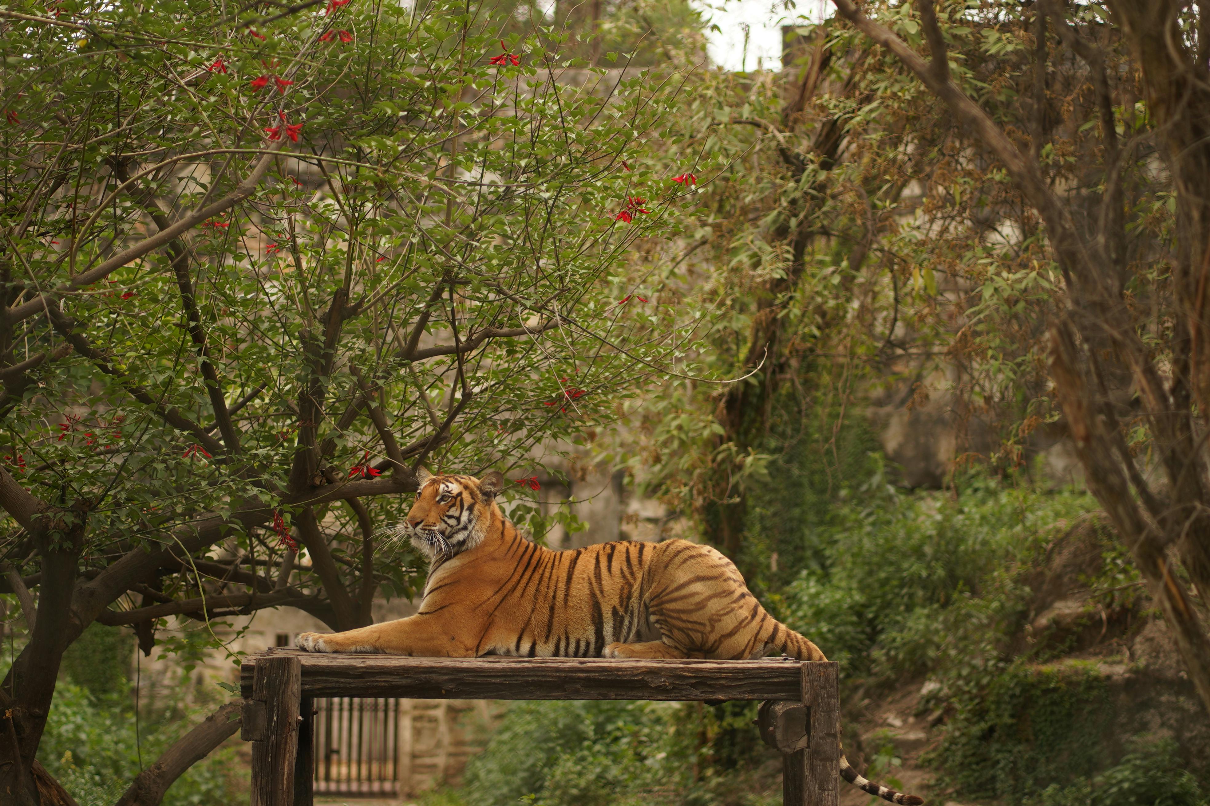A majestic Bengal tiger rests elegantly on a platform amidst the dense jungle foliage.