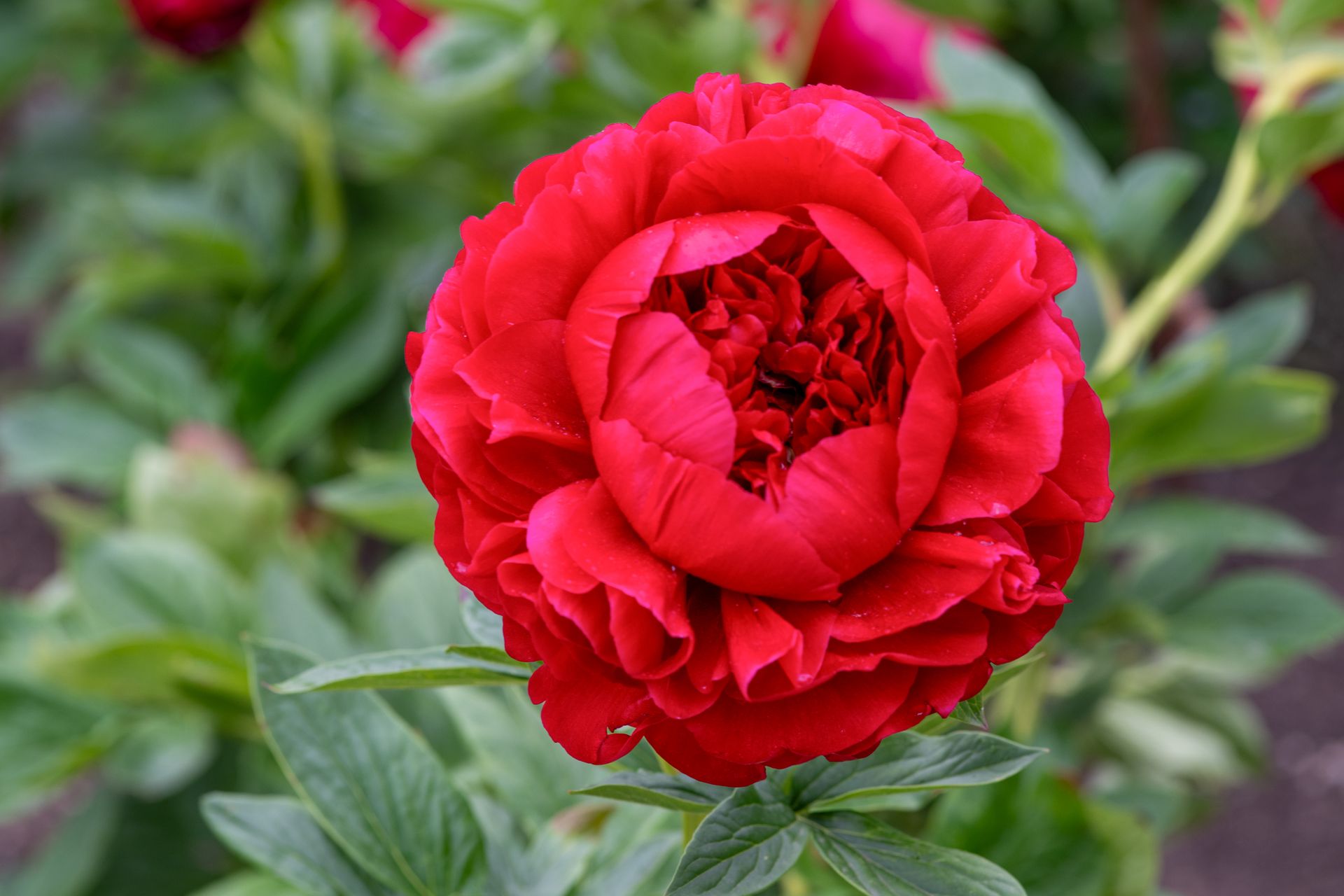 Close-up of a vivid red peony in full bloom, showcasing lush petals in a spring garden setting.