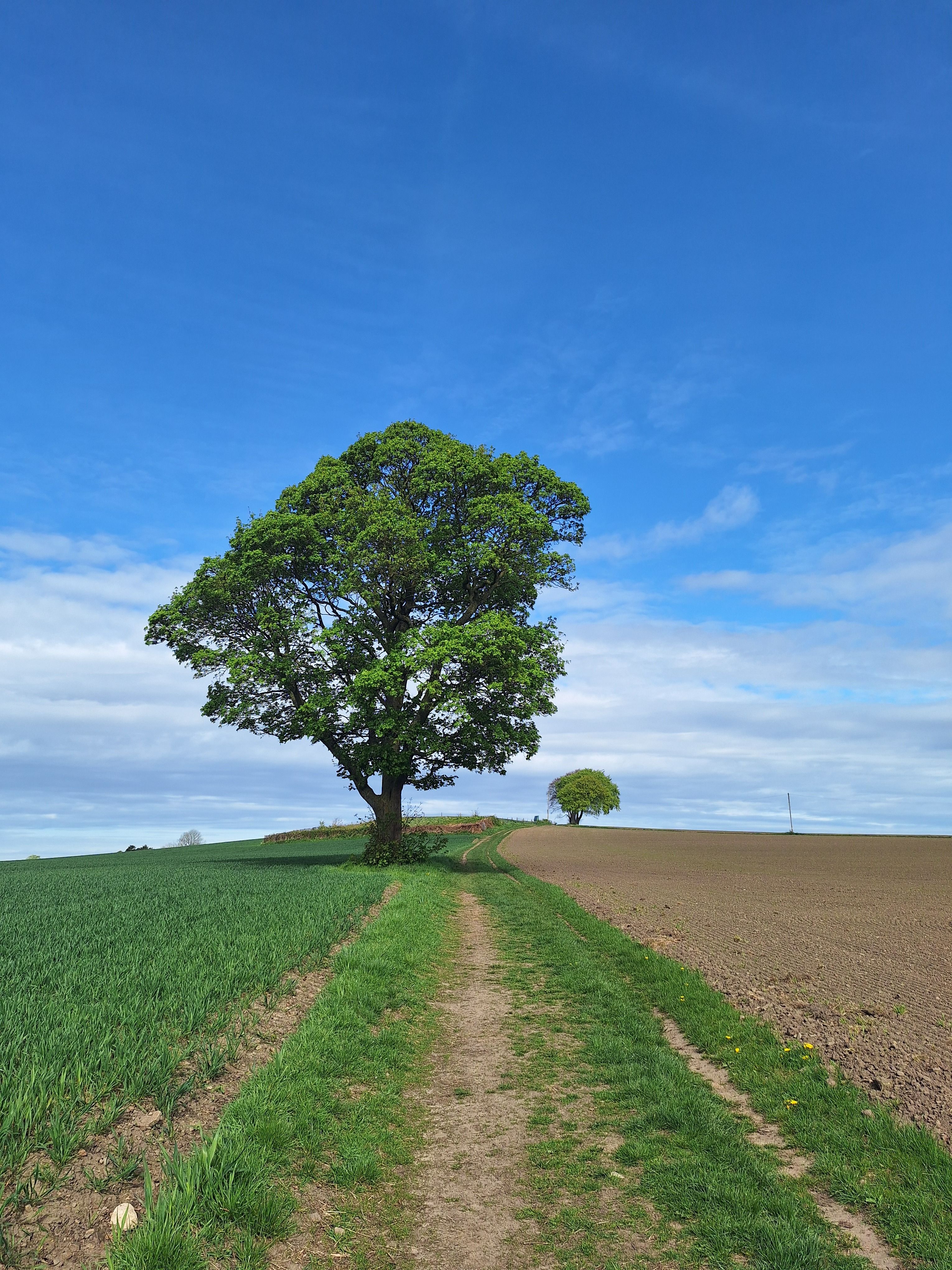 Lone Tree on Rural Pathway Under Blue Sky · Free Stock Photo