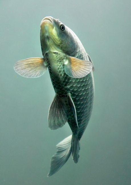 Detailed image of a gray fish swimming underwater in Středočeský Kraj, Czech Republic.