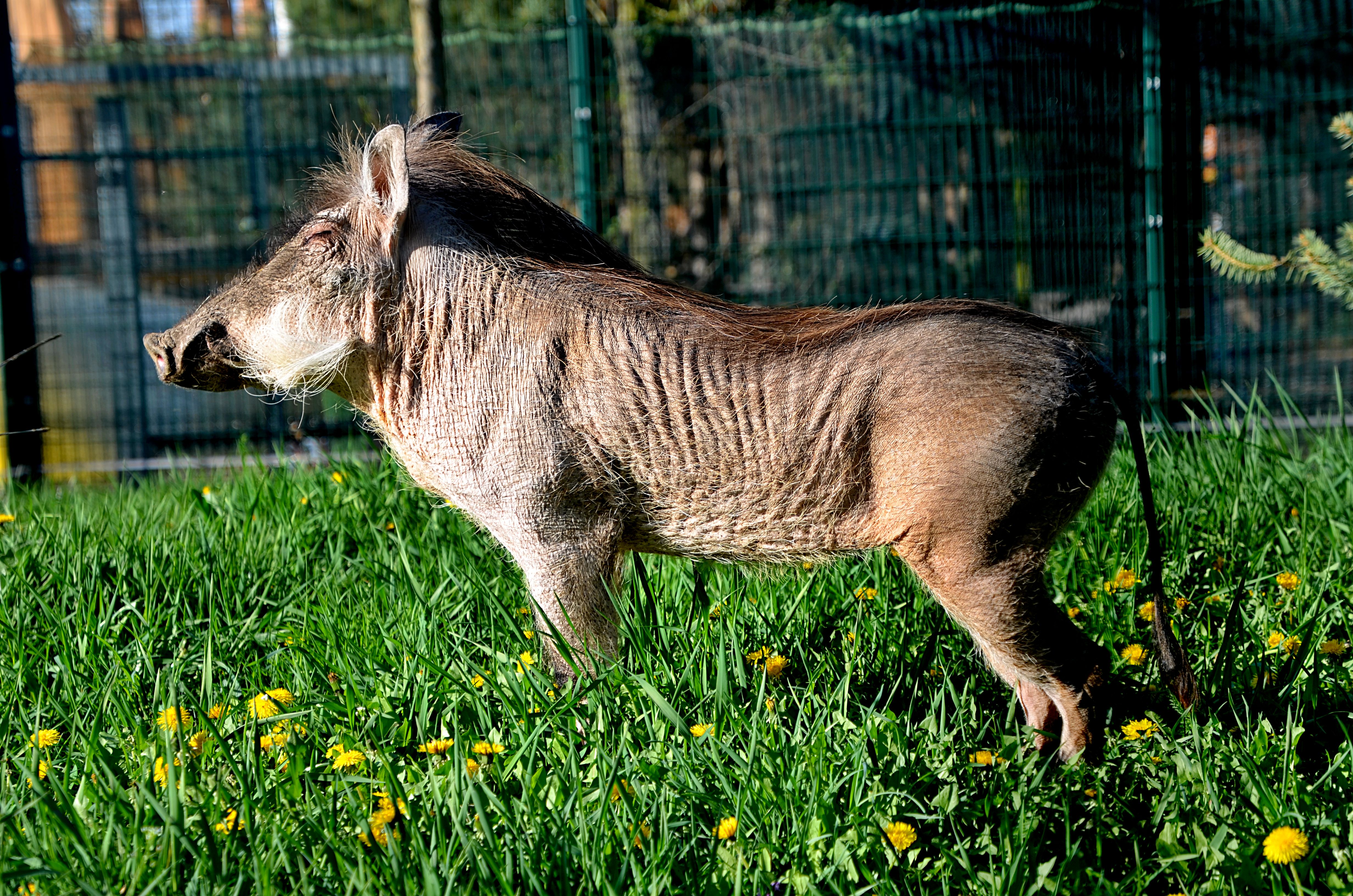 Małe zoo Nové Město