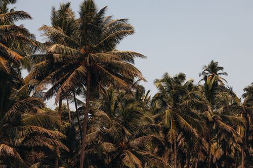 Free A beautiful view of vibrant palm trees under a clear blue sky, capturing the essence of a tropical paradise. Stock Photo