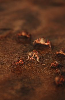 Close-up of hermit crabs on a beach with a warm sunset glow, capturing summer coastal life.