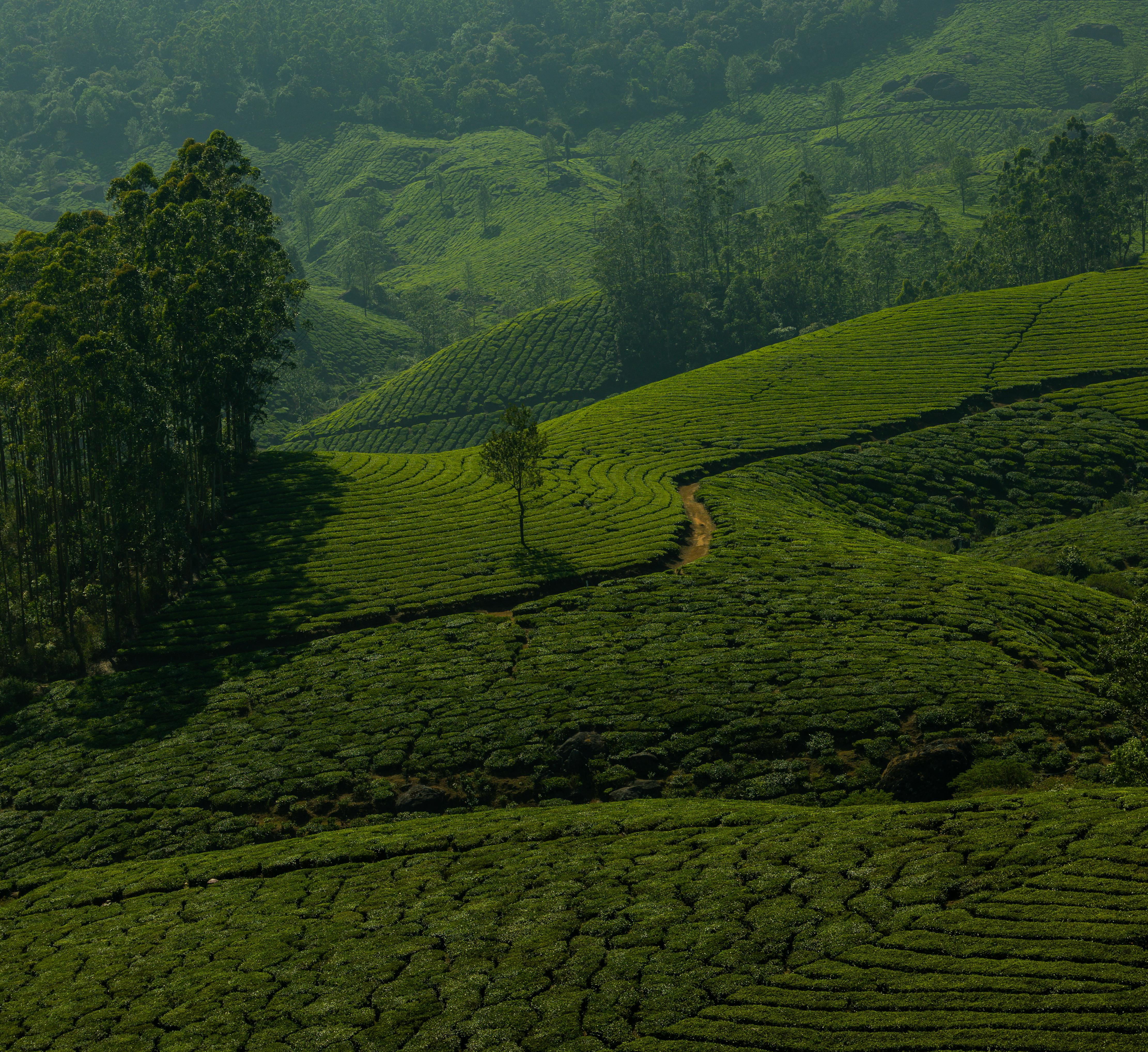Expansive view of a serene green tea plantation with rolling hills and vivid greenery.