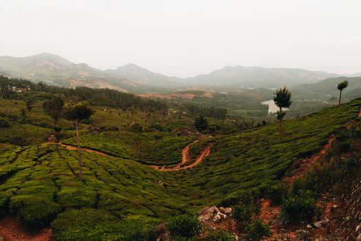 Munnar tea plantation morning — Kerala