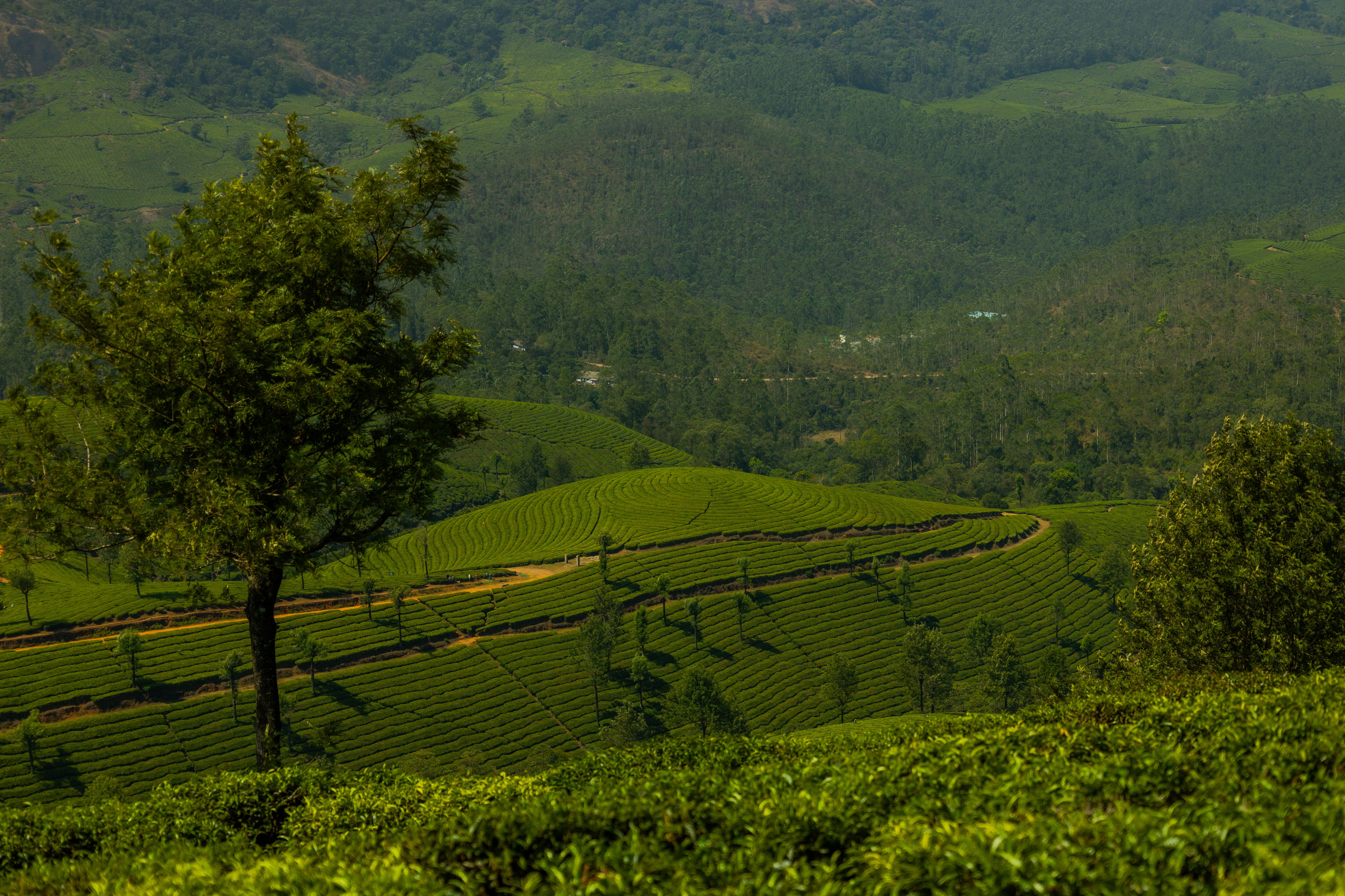 Expansive view of lush green tea plantations and rolling hills, capturing the essence of nature's tranquility.