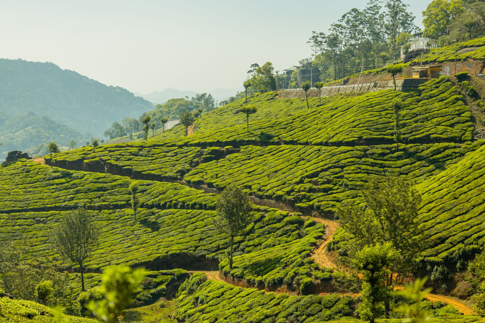 Explore the vibrant green tea plantations sprawling across scenic rolling hills, captured in vivid detail.