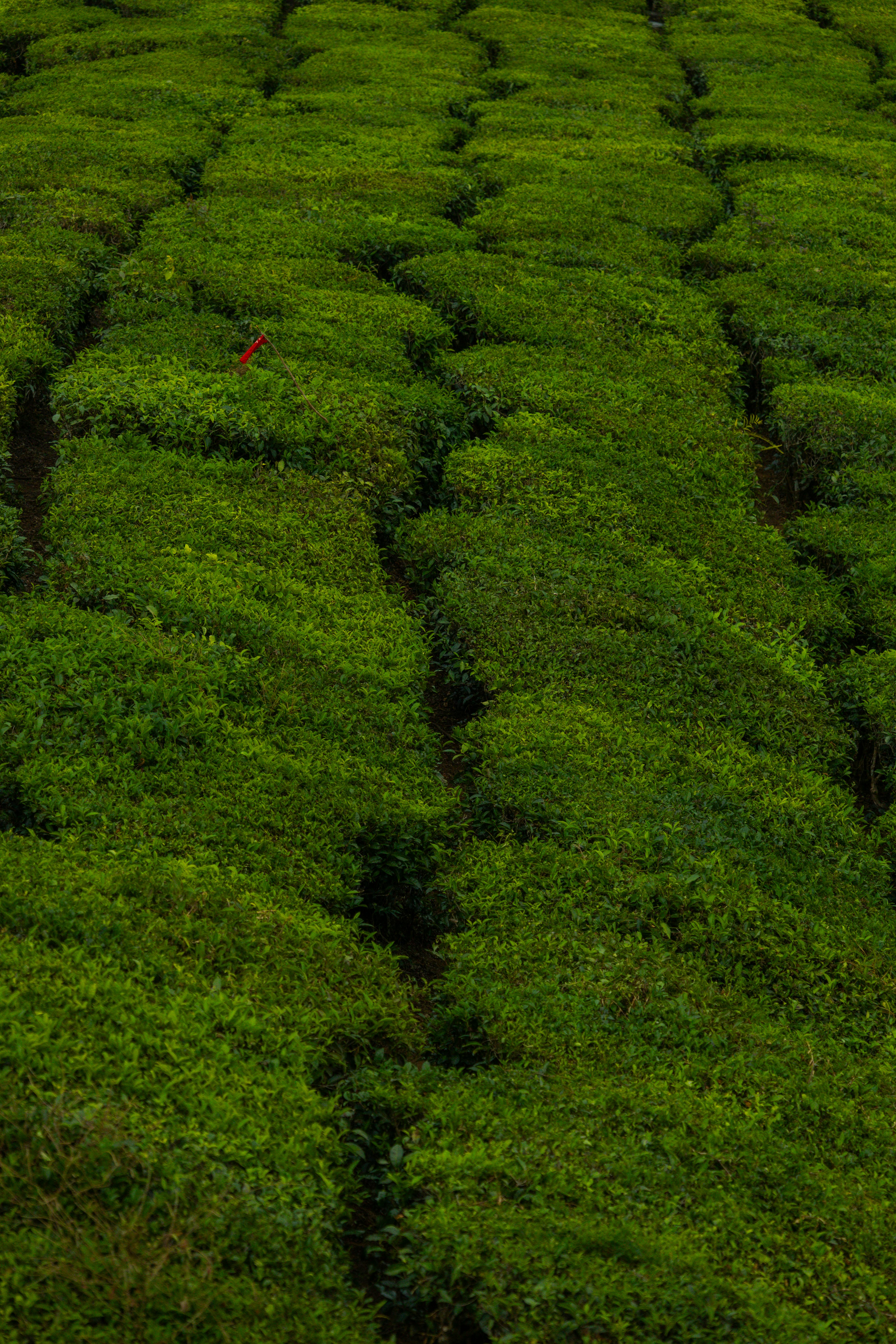 tea plantation rows