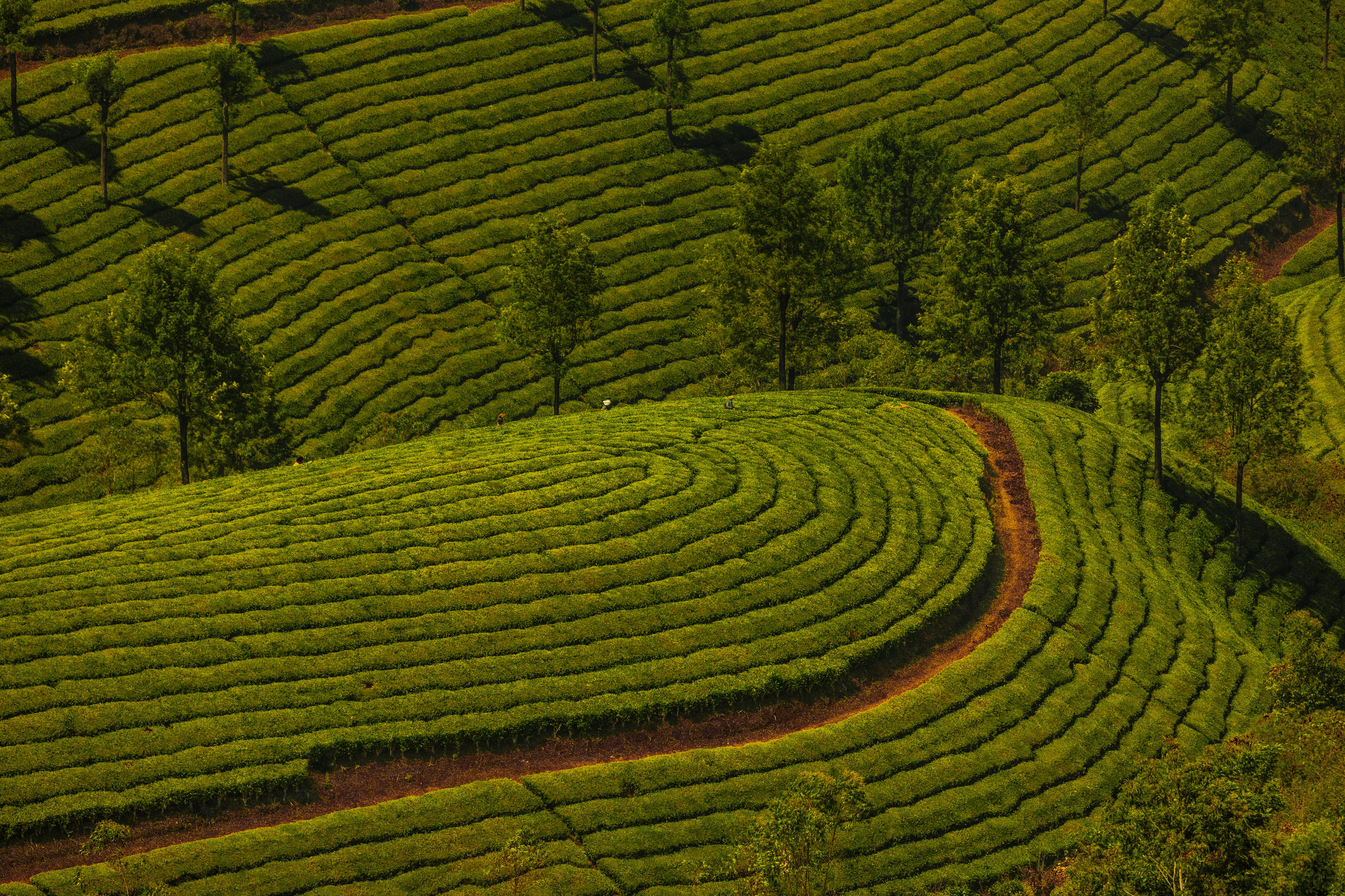 Tea Plantations