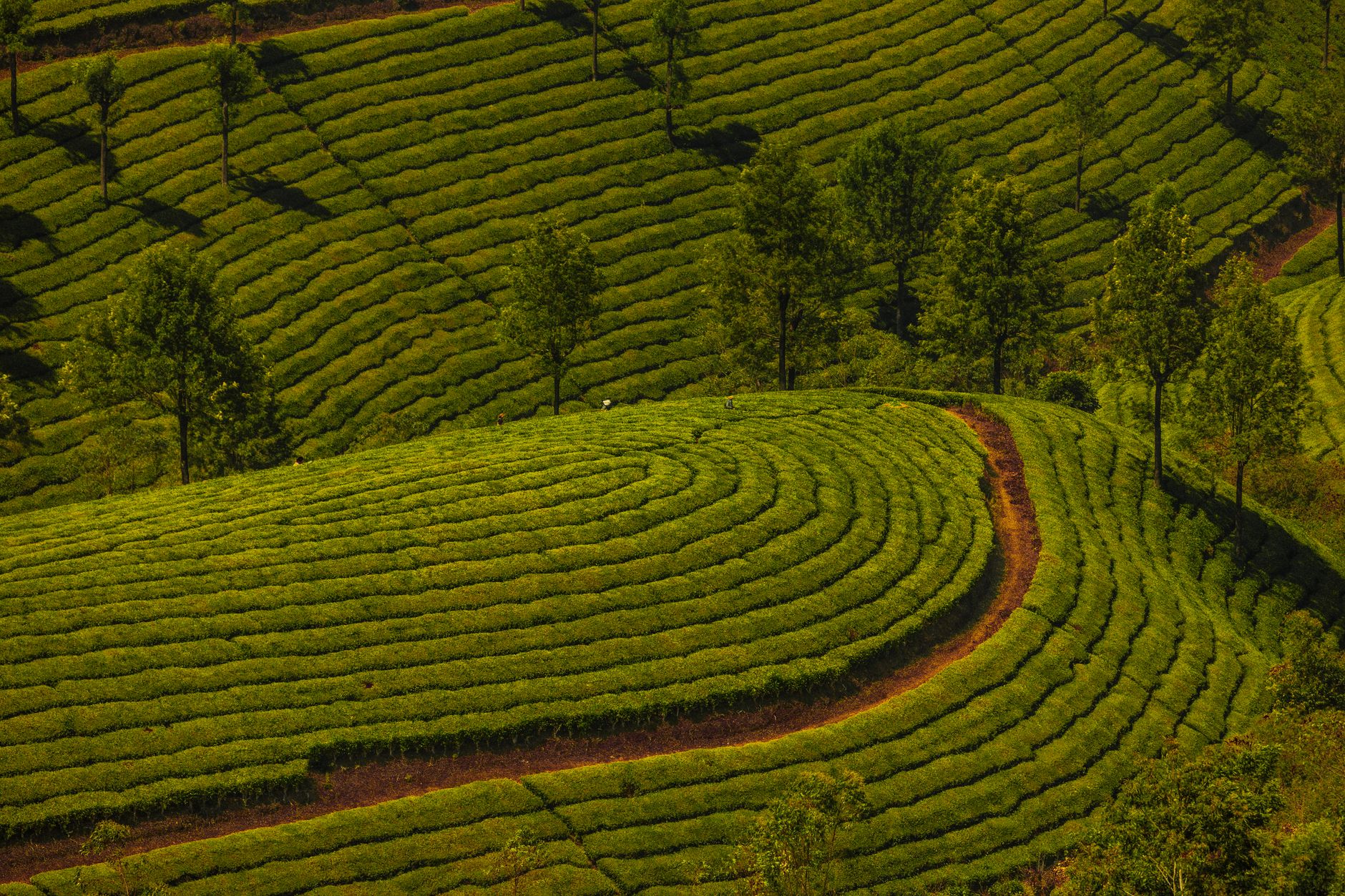 Rows of tea bushes on a Tigoni estate near Limuru outside Nairobi