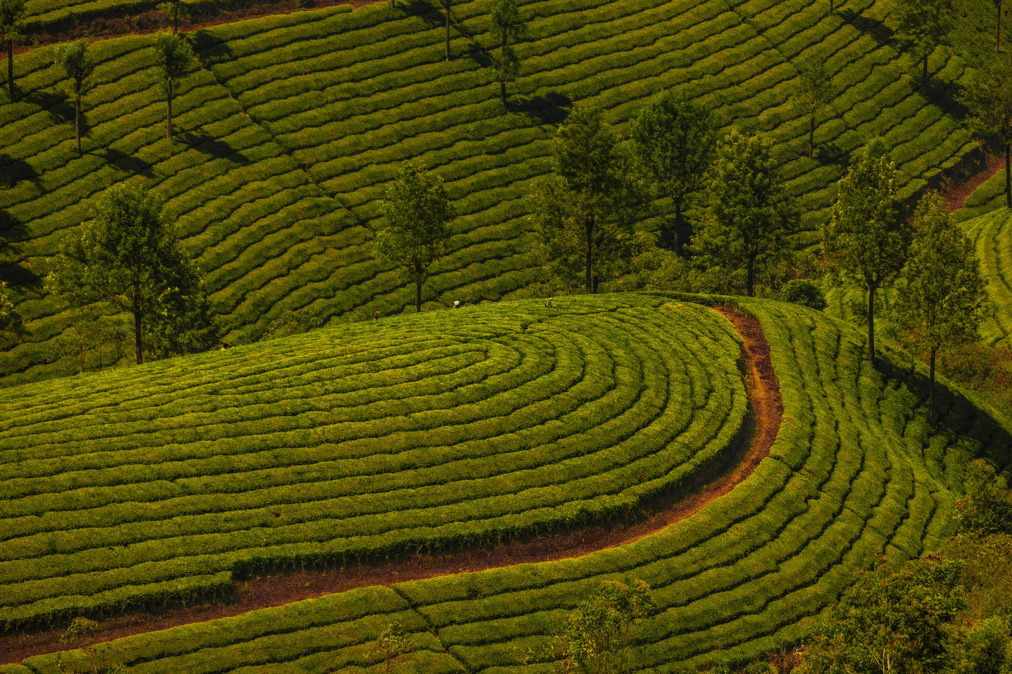 Kausani Tea Estate