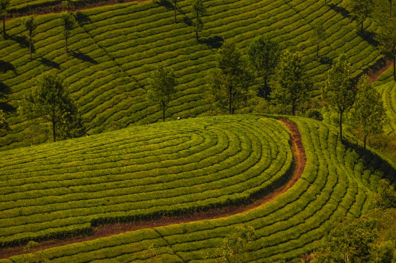 Tea Plantations