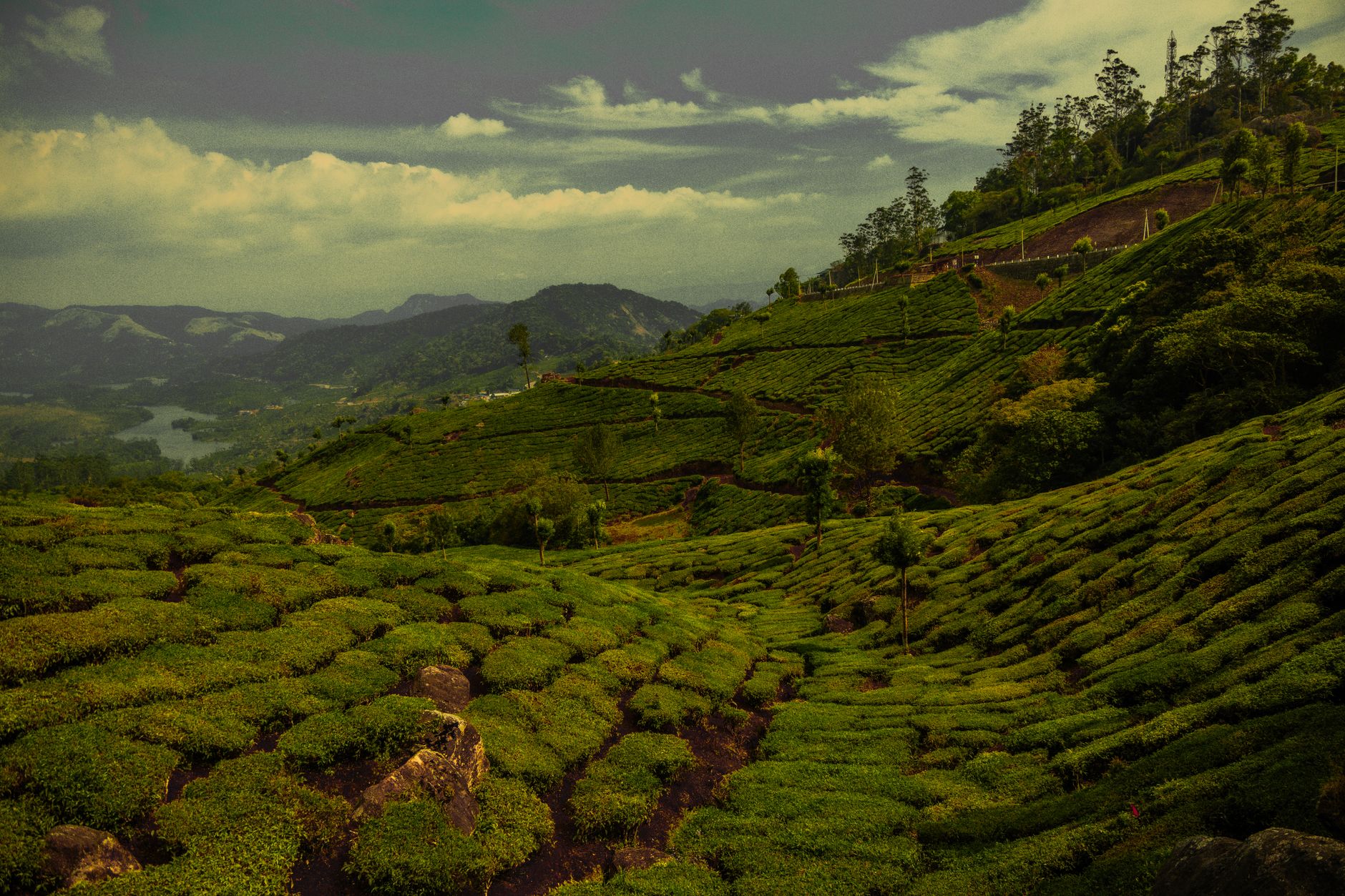 Captivating tea plantations in Munnar Kerala