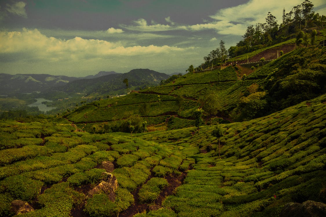 Munnar Tea Plantations