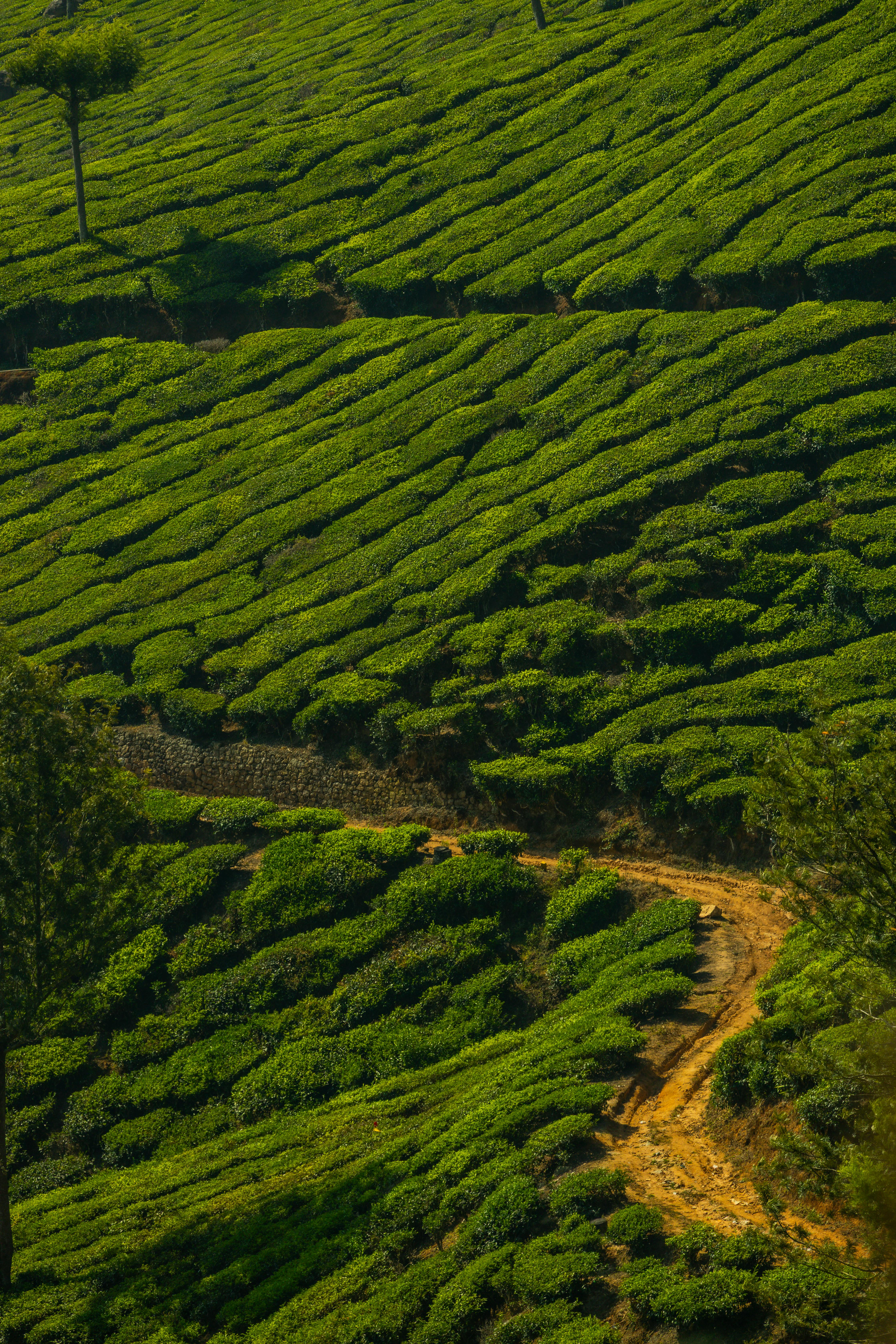 Expansive view of vibrant tea plantation fields with lush greenery under the sun.