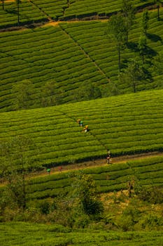 Aerial view of a tea plantation with workers surrounded by vibrant green rows of tea plants.